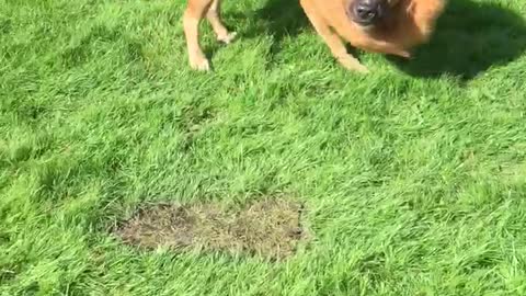 Lion dog playing ball