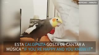 A calopsita que adora cantar e batucar