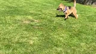 Aussie puppy herding a big German Shepherd