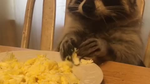 Raccoon Loves His Scrambled Eggs