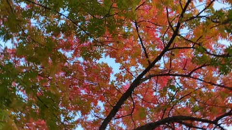 beautiful rotating autumn