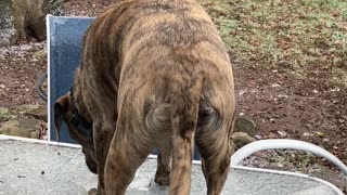 Dog Jump on Icy Covered Table!