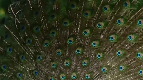 "Graceful Movements: The Elegance of the Dancing Peacock"