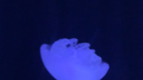 The most beautiful luminous jellyfish you can see
