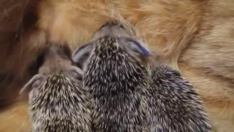 Mother cat adopts orphaned hedgehog