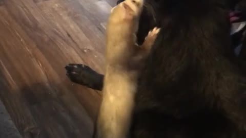 Ferret and dog share uniquely special bond