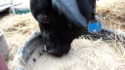 My Grand father Cow Was Starving To Eat Grass " Grass Shortage "