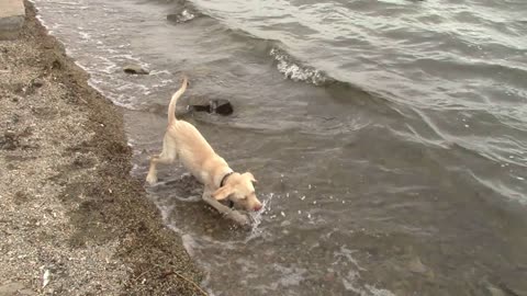 Puppy literally wears herself out after first swim in the lake