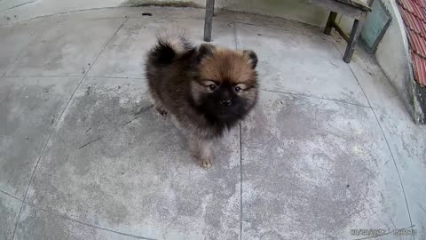 Mini Pomerania - Videos divertidos y lindos de Pomerania