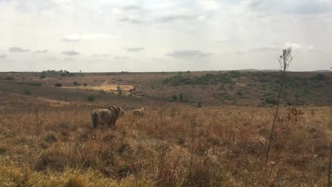 Lion roaming the field