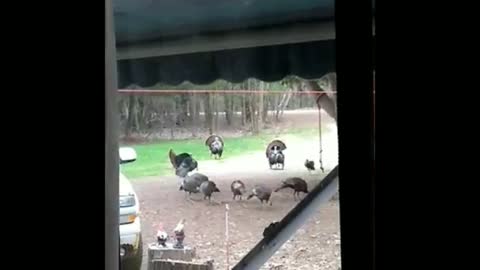 A few of "our" turkeys visiting