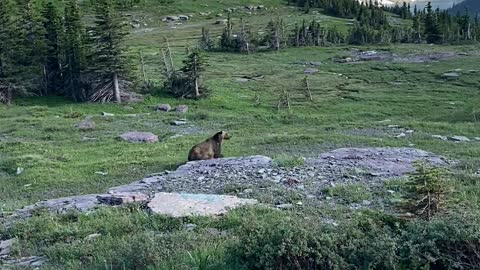 Bear Charges After Mountain Goats