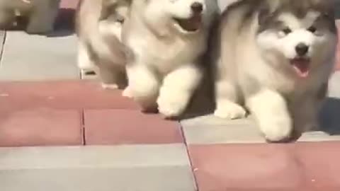 Cute puppies Running/ Cute and Funny dogs/ Puppies/Funny Puppies