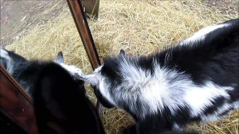 Goats have priceless reaction after standing in front of mirror