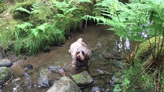 Labradoodle cools off by sitting in stream