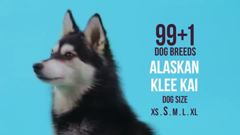 Alaskan Klee Kai - 99+1 Dog Breeds