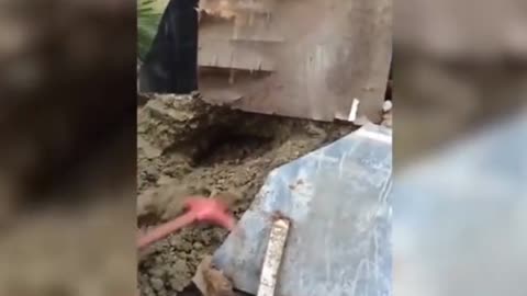 A man catches huge COBRA coming out of hole with his bare hands