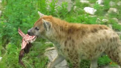 Spotted Hyena and Her Little Snack at Rotterdam Zoo