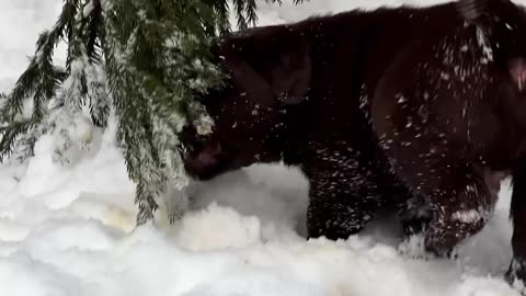 Labrador Puppies Meet Snow for the First Time
