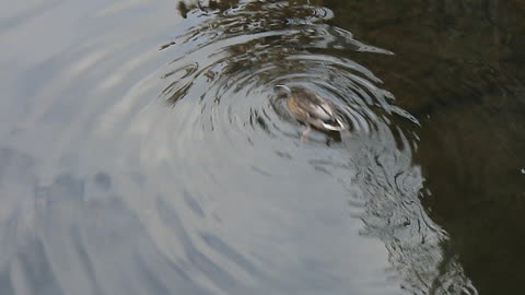 A duck searches for food in the water in Germany.