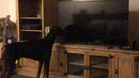 Doberman's priceless reaction after seeing himself on the TV