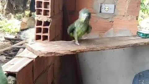 Gustavo Lima virou papagaio