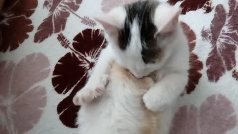 Weird cat sucking it's own nips