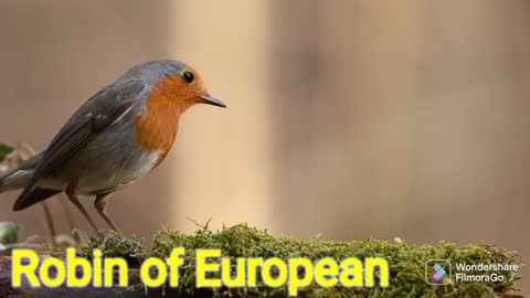 European robin baby brids video song | Funny the squirrel video | Funny animals videos |
