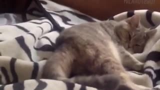 Kitten shows off her dance moves