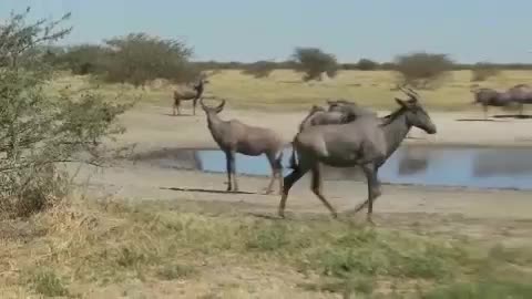 African Animals Near Watering Hole" "Royalty Free Videos Footage