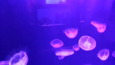 Creatures of Light Underwater