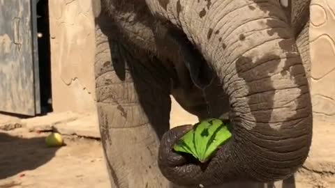 The elephant is eating a delicious watermelon