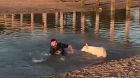 Guy white dog trips him and he falls in the water