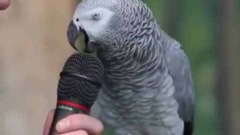 Intelligent parrot talking and mimicking