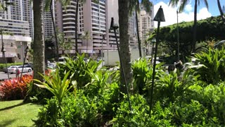 Tropical plants and waterfall ambiance Hilton Hawaiian Village, Waikiki