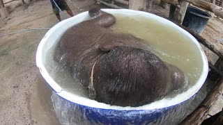 Baby Elephant Gets a Bath
