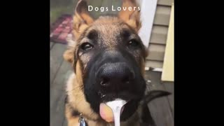 A Dog Takes Breakfast With A Spoon