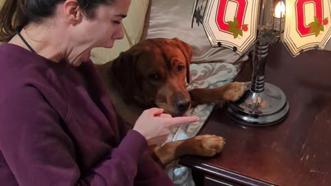 Dog Boops Conduct Electricity to Turn On Lamp