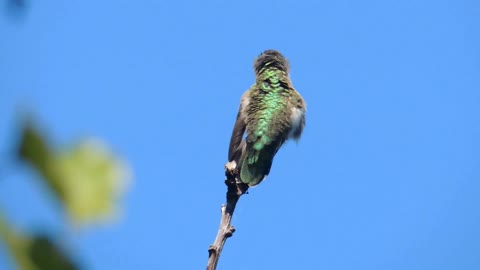 Hummingbird grooming