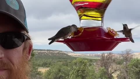 Hummingbirds at the Feeder, We Need More Time Like This Each Day, Smile As Often As Possible