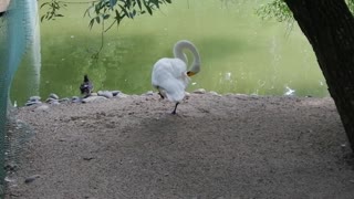 Beautiful swan in nature.