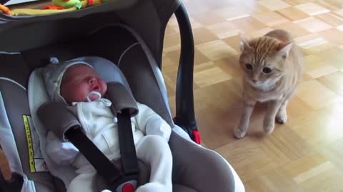 Cat meeting baby for the first time Part.2