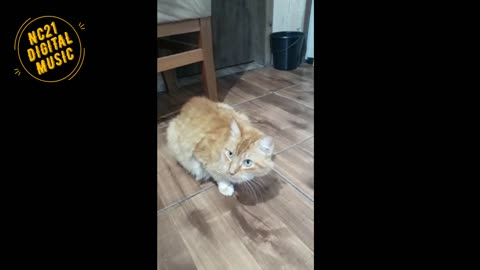 Funny Videos of Dogs, Cats and Other Animals - Guinar Eating a Snack