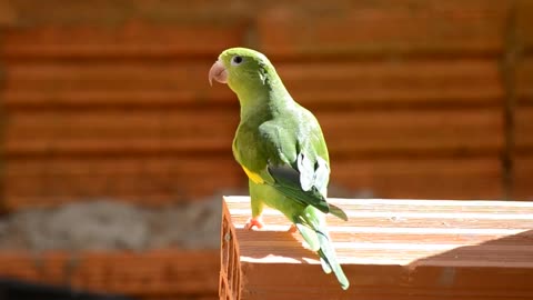 Parrot Brazilian Bird Bird Pet