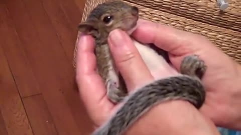 Spa Day for the baby Squirrel