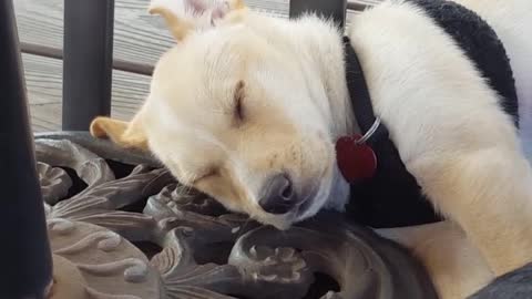 cody as a puppy sleeping