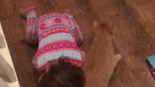 Affectionate Kitty Plays With Toddler Best Friend