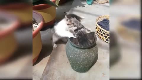 Fun Cute Kittens