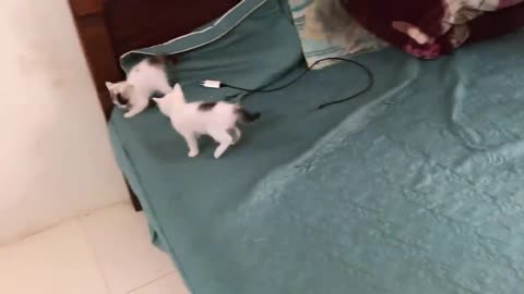 Cute Kittens - Funny and Cute Cat Videos Compilation 2023 #
