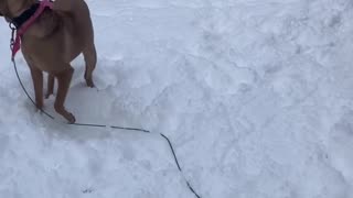 playing in the snow